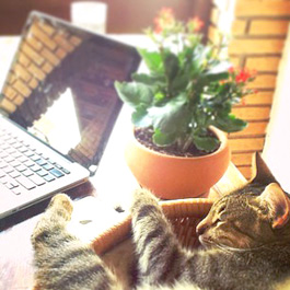 Instagram gato na mesa de trabalho